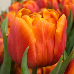 Тюльпан Махровый Caracas 12/+ ПРЕМИУМ КАЧЕСТВО Тюльпан Махровый Caracas 12/+ ПРЕМИУМ КАЧЕСТВО