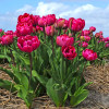 Тюльпан Махровый Chato 12/+ ПРЕМИУМ КАЧЕСТВО Тюльпан Махровый Chato 12/+ ПРЕМИУМ КАЧЕСТВО