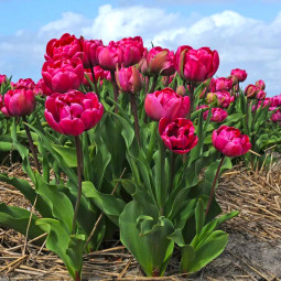 Тюльпан Махровый Chato 12/+ ПРЕМИУМ КАЧЕСТВО