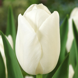 Тюльпан Гигантский Clear Water 12/+ ПРЕМИУМ КАЧЕСТВО Тюльпан Гигантский Clear Water 12/+ ПРЕМИУМ КАЧЕСТВО