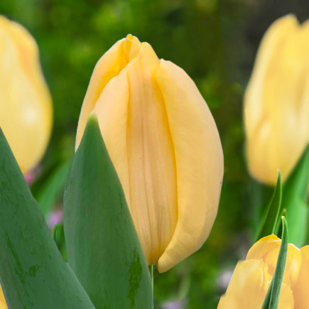 Тюльпан Тріумф Creme Brulee 12/+ ПРЕМІУМ ЯКІСТЬ Тюльпан Тріумф Creme Brulee 12/+ ПРЕМІУМ ЯКІСТЬ