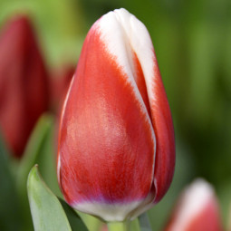 Тюльпан Тріумф De Dijk 12/+ ПРЕМІУМ ЯКІСТЬ Тюльпан Тріумф De Dijk 12/+ ПРЕМІУМ ЯКІСТЬ