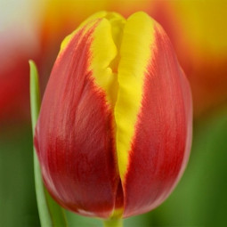 Тюльпан Триумф Denmark 12/+ ПРЕМИУМ КАЧЕСТВО Тюльпан Триумф Denmark 12/+ ПРЕМИУМ КАЧЕСТВО