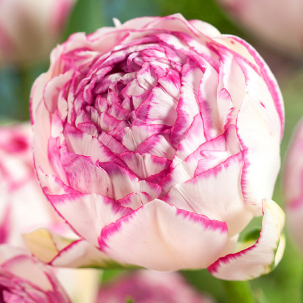 Тюльпан Махровый Double Touch 12/+ ПРЕМИУМ КАЧЕСТВО Тюльпан Махровый Double Touch 12/+ ПРЕМИУМ КАЧЕСТВО