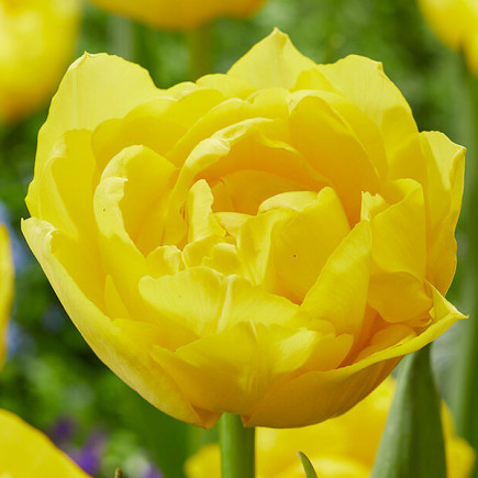 Тюльпан Махровый Double Trouble 12/+ ПРЕМИУМ КАЧЕСТВО Тюльпан Махровый Double Trouble 12/+ ПРЕМИУМ КАЧЕСТВО