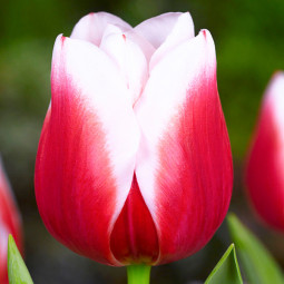 Тюльпан Триумф Dutch Design 12/+ ПРЕМИУМ КАЧЕСТВО Тюльпан Триумф Dutch Design 12/+ ПРЕМИУМ КАЧЕСТВО