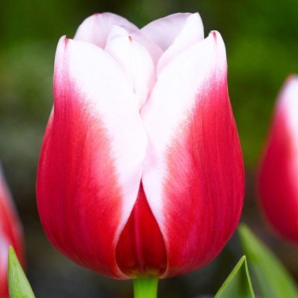 Тюльпан Триумф Dutch Design 12/+ ПРЕМИУМ КАЧЕСТВО Тюльпан Триумф Dutch Design 12/+ ПРЕМИУМ КАЧЕСТВО