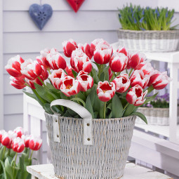 Тюльпан Триумф Dutch Design 12/+ ПРЕМИУМ КАЧЕСТВО Тюльпан Триумф Dutch Design 12/+ ПРЕМИУМ КАЧЕСТВО