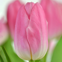 Тюльпан Триумф Dynasty 12/+ ПРЕМИУМ КАЧЕСТВО Тюльпан Триумф Dynasty 12/+ ПРЕМИУМ КАЧЕСТВО