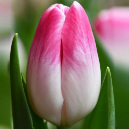 Тюльпан Триумф Florence 12/+ ПРЕМИУМ КАЧЕСТВО Тюльпан Триумф Florence 12/+ ПРЕМИУМ КАЧЕСТВО