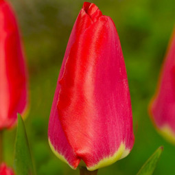 Тюльпан Гибрид Дарвина Fostery King 12/+ ПРЕМИУМ КАЧЕСТВО Тюльпан Гибрид Дарвина Fostery King 12/+ ПРЕМИУМ КАЧЕСТВО