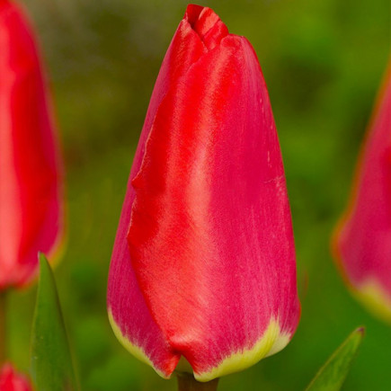 Тюльпан Гибрид Дарвина Fostery King 12/+ ПРЕМИУМ КАЧЕСТВО Тюльпан Гибрид Дарвина Fostery King 12/+ ПРЕМИУМ КАЧЕСТВО