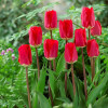 Тюльпан Гибрид Дарвина Fostery King 12/+ ПРЕМИУМ КАЧЕСТВО Тюльпан Гибрид Дарвина Fostery King 12/+ ПРЕМИУМ КАЧЕСТВО