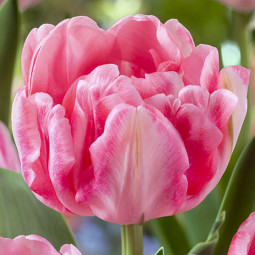 Тюльпан Махровый Foxtrot 12/+ ПРЕМІУМ ЯКІСТЬ Тюльпан Махровый Foxtrot 12/+ ПРЕМІУМ ЯКІСТЬ