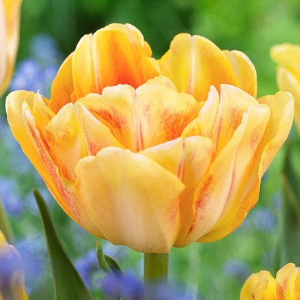 Тюльпан Махровый Foxy Foxtrot 12/+ ПРЕМИУМ КАЧЕСТВО Тюльпан Махровый Foxy Foxtrot 12/+ ПРЕМИУМ КАЧЕСТВО