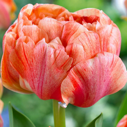 Тюльпан Махровий Gudoshnik Double 12/+ ПРЕМІУМ ЯКІСТЬ Тюльпан Махровий Gudoshnik Double 12/+ ПРЕМІУМ ЯКІСТЬ