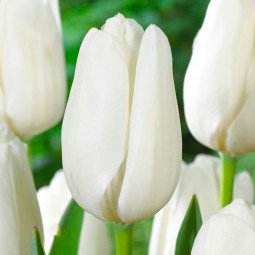 Тюльпан Гибрид Дарвина Hakuun 12/+ ПРЕМИУМ КАЧЕСТВО