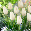 Тюльпан Гибрид Дарвина Hakuun 12/+ ПРЕМИУМ КАЧЕСТВО Тюльпан Гибрид Дарвина Hakuun 12/+ ПРЕМИУМ КАЧЕСТВО
