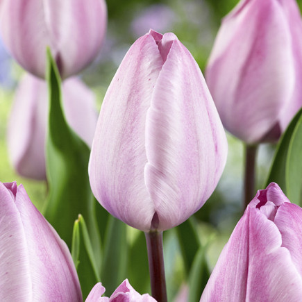 Тюльпан Триумф Jacuzzi 12/+ ПРЕМИУМ КАЧЕСТВО Тюльпан Триумф Jacuzzi 12/+ ПРЕМИУМ КАЧЕСТВО