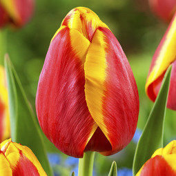 Тюльпан Триумф Kees Nellis 12/+ ПРЕМИУМ КАЧЕСТВО Тюльпан Триумф Kees Nellis 12/+ ПРЕМИУМ КАЧЕСТВО