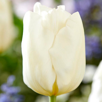 Тюльпан Триумф Kobla 12/+ ПРЕМИУМ КАЧЕСТВО Тюльпан Триумф Kobla 12/+ ПРЕМИУМ КАЧЕСТВО