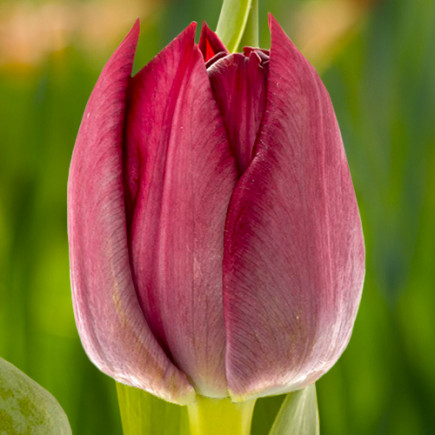 Тюльпан Махровый Krissy 12/+ ПРЕМИУМ КАЧЕСТВО Тюльпан Махровый Krissy 12/+ ПРЕМИУМ КАЧЕСТВО