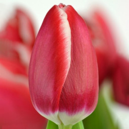 Тюльпан Триумф Kung-Fu 12/+ ПРЕМИУМ КАЧЕСТВО Тюльпан Триумф Kung-Fu 12/+ ПРЕМИУМ КАЧЕСТВО