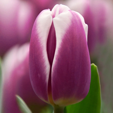 Тюльпан Триумф Librije 12/+ ПРЕМИУМ КАЧЕСТВО Тюльпан Триумф Librije 12/+ ПРЕМИУМ КАЧЕСТВО