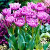 Тюльпан Махровый + Многоцветковый Lilac Perfection 12/+ ПРЕМИУМ КАЧЕСТВО Тюльпан Махровый + Многоцветковый Lilac Perfection 12/+ ПРЕМИУМ КАЧЕСТВО
