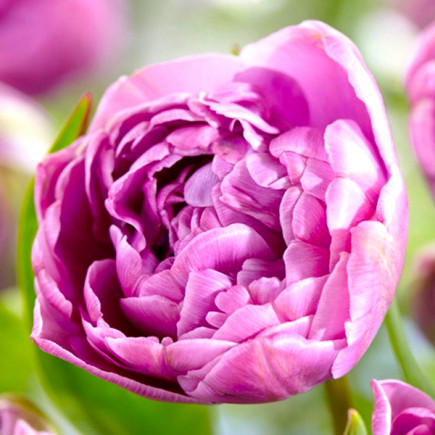 Тюльпан Махровый + Многоцветковый Lilac Perfection 12/+ ПРЕМИУМ КАЧЕСТВО Тюльпан Махровый + Многоцветковый Lilac Perfection 12/+ ПРЕМИУМ КАЧЕСТВО