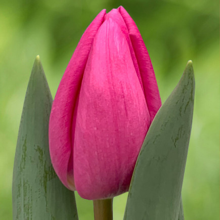 Тюльпан Триумф Lincoln 12/+ ПРЕМИУМ КАЧЕСТВО Тюльпан Триумф Lincoln 12/+ ПРЕМИУМ КАЧЕСТВО