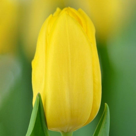 Тюльпан Триумф Lions Glory 12/+ ПРЕМИУМ КАЧЕСТВО Тюльпан Триумф Lions Glory 12/+ ПРЕМИУМ КАЧЕСТВО