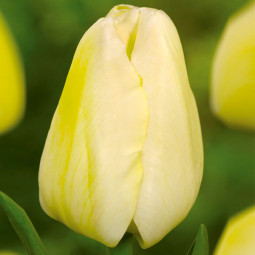 Тюльпан Триумф Malaysia 12/+ ПРЕМИУМ КАЧЕСТВО Тюльпан Триумф Malaysia 12/+ ПРЕМИУМ КАЧЕСТВО