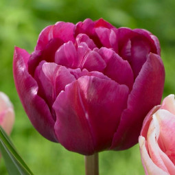 Тюльпан Махровый Margarita 12/+ ПРЕМИУМ КАЧЕСТВО Тюльпан Махровый Margarita 12/+ ПРЕМИУМ КАЧЕСТВО