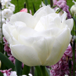 Тюльпан Махровый Mondial 12/+ ПРЕМИУМ КАЧЕСТВО Тюльпан Махровый Mondial 12/+ ПРЕМИУМ КАЧЕСТВО