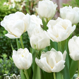 Тюльпан Махровый Mondial 12/+ ПРЕМИУМ КАЧЕСТВО Тюльпан Махровый Mondial 12/+ ПРЕМИУМ КАЧЕСТВО