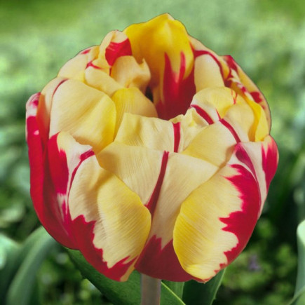 Тюльпан Махровий Monsella 12/+ ПРЕМІУМ ЯКІСТЬ Тюльпан Махровий Monsella 12/+ ПРЕМІУМ ЯКІСТЬ