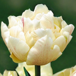 Тюльпан Махровый Montreux 12/+ ПРЕМИУМ КАЧЕСТВО Тюльпан Махровый Montreux 12/+ ПРЕМИУМ КАЧЕСТВО