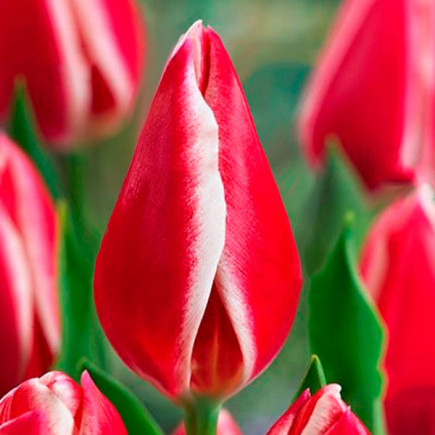 Тюльпан Гигантский Nashville 12/+ ПРЕМИУМ КАЧЕСТВО Тюльпан Гигантский Nashville 12/+ ПРЕМИУМ КАЧЕСТВО