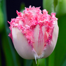 Тюльпан Бахромчатый Neglige 12/+ ПРЕМИУМ КАЧЕСТВО Тюльпан Бахромчатый Neglige 12/+ ПРЕМИУМ КАЧЕСТВО