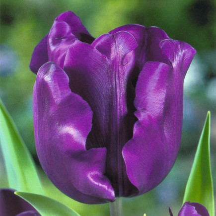 Тюльпан Триумф Negrita 12/+ ПРЕМИУМ КАЧЕСТВО Тюльпан Триумф Negrita 12/+ ПРЕМИУМ КАЧЕСТВО