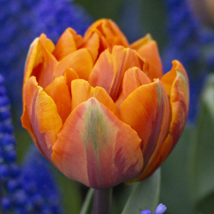 Тюльпан Махровый Orange Princess 12/+ ПРЕМИУМ КАЧЕСТВО