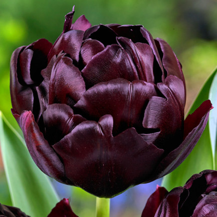 Тюльпан Махровий Palmyra 12/+ ПРЕМІУМ ЯКІСТЬ Тюльпан Махровий Palmyra 12/+ ПРЕМІУМ ЯКІСТЬ