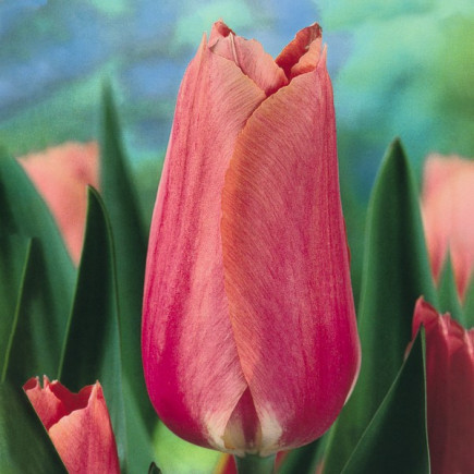 Тюльпан Гігантський Perestroyka 12/+ ПРЕМІУМ ЯКІСТЬ Тюльпан Гігантський Perestroyka 12/+ ПРЕМІУМ ЯКІСТЬ