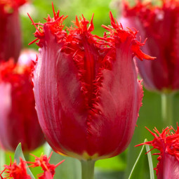 Тюльпан Бахромчатый Philly Belle 12/+ ПРЕМИУМ КАЧЕСТВО Тюльпан Бахромчатый Philly Belle 12/+ ПРЕМИУМ КАЧЕСТВО