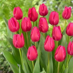 Тюльпан Триумф Pink Ardour 12/+ ПРЕМИУМ КАЧЕСТВО Тюльпан Триумф Pink Ardour 12/+ ПРЕМИУМ КАЧЕСТВО