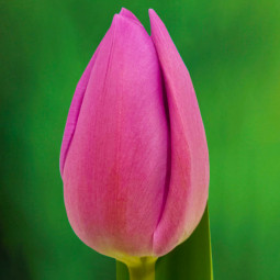 Тюльпан Триумф Pink Breeze 12/+ ПРЕМИУМ КАЧЕСТВО