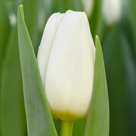 Тюльпан Триумф Polestar 12/+ ПРЕМИУМ КАЧЕСТВО Тюльпан Триумф Polestar 12/+ ПРЕМИУМ КАЧЕСТВО