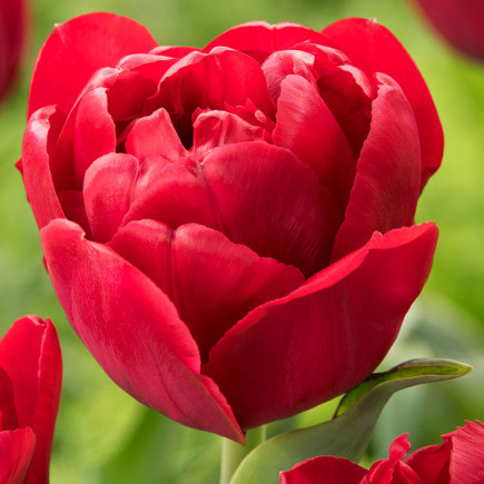 Тюльпан Махровий Presto 12/+ ПРЕМІУМ ЯКІСТЬ