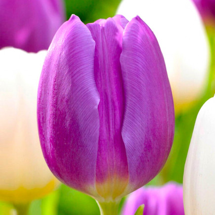 Тюльпан Триумф Purple Flag 12/+ ПРЕМИУМ КАЧЕСТВО Тюльпан Триумф Purple Flag 12/+ ПРЕМИУМ КАЧЕСТВО